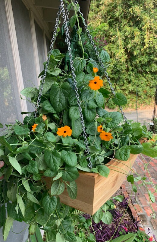 Hanging Cedar Basket Planter