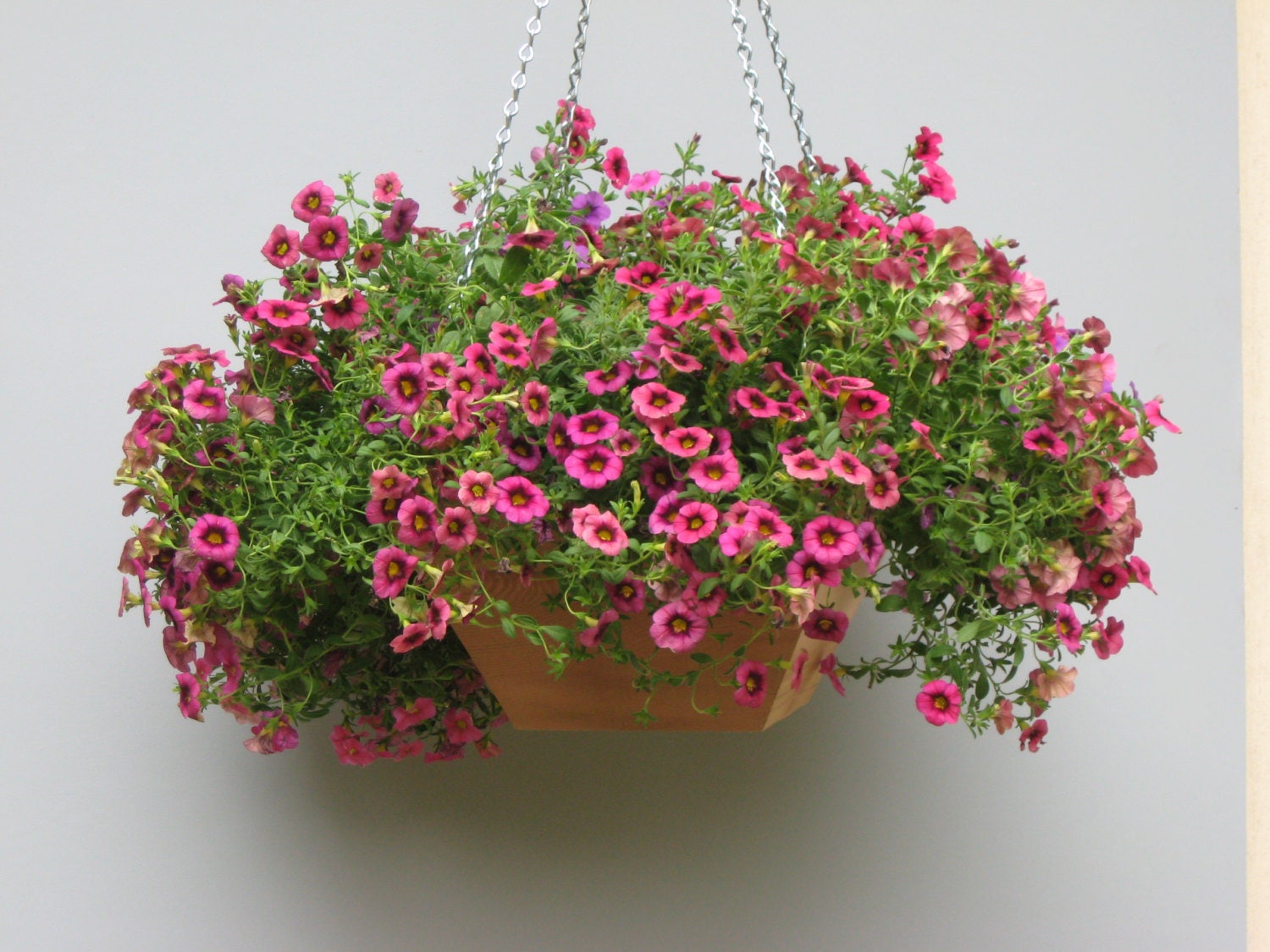 2 gallon hanging planter 2 Pack of Hanging Basket Planters – Alluvion Inc