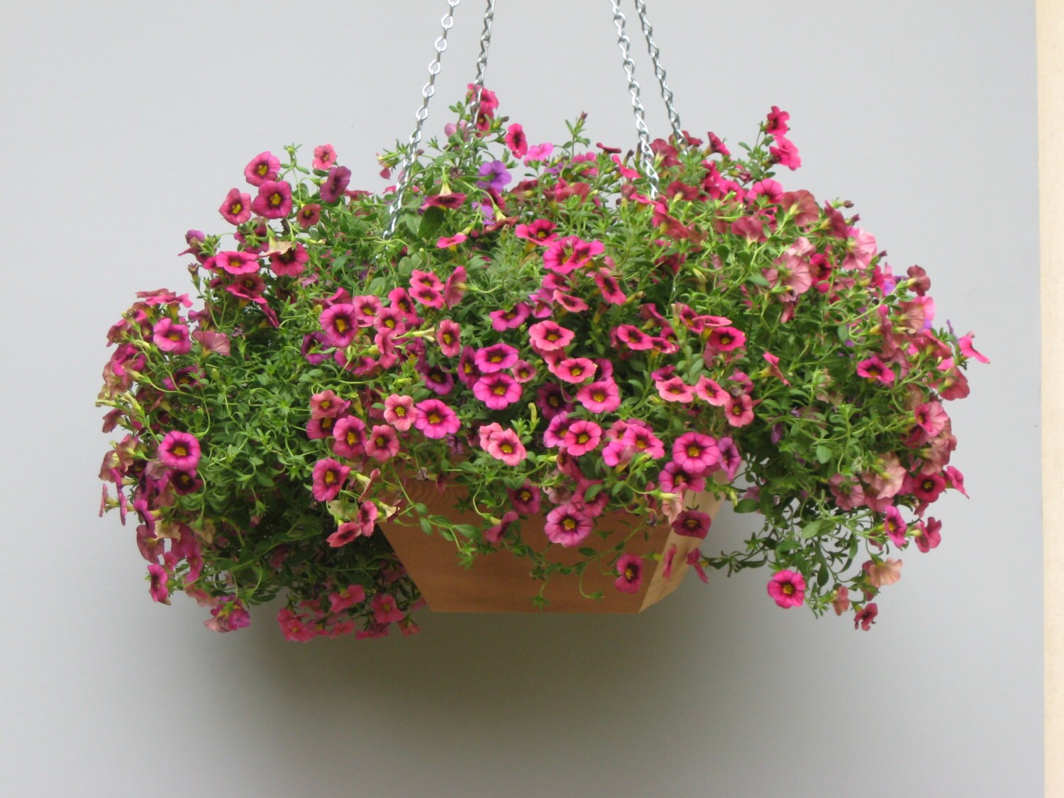 cedar hanging planter Hanging Cedar Basket Planter – Alluvion Inc